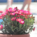 Eleni's